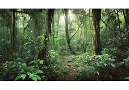 rain forestのイラスト